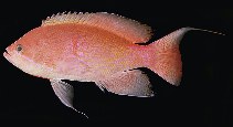 To FishBase images (<i>Pseudanthias marcia</i>, Oman, by Randall, J.E.)