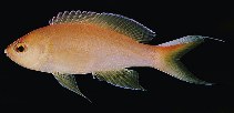 To FishBase images (<i>Pseudanthias unimarginatus</i>, Mauritius, by Randall, J.E.)