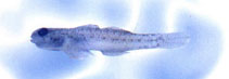 To FishBase images (<i>Pseudogobius masago</i>, Chinese Taipei, by The Fish Database of Taiwan)