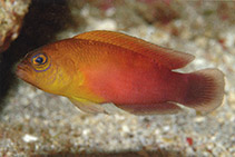 To FishBase images (<i>Pseudochromis matahari</i>, Indonesia, by Allen, G.R.)