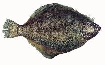 To FishBase images (<i>Psettichthys melanostictus</i>, Canada, by Archipelago Marine Research Ltd.)