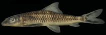 Image of Psilorhynchus melissa 
