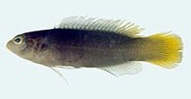 To FishBase images (<i>Pseudochromis melanurus</i>, Fiji, by Winterbottom, R.)
