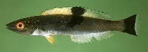 To FishBase images (<i>Pseudojuloides mesostigma</i>, Philippines, by Randall, J.E.)