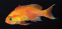 To FishBase images (<i>Pseudanthias mica</i>, Indonesia, by Allen, G.R.)