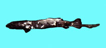 To FishBase images (<i>Pseudotriakis microdon</i>, Chinese Taipei, by The Fish Database of Taiwan)