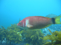 To FishBase images (<i>Pseudolabrus miles</i>, New Zealand, by Denny, C.)