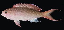 To FishBase images (<i>Pseudanthias mooreanus</i>, Pitcairn, by Randall, J.E.)