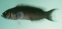 To FishBase images (<i>Pseudochromis moorei</i>, Philippines, by Randall, J.E.)