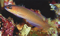 To FishBase images (<i>Pseudochromis mooii</i>, Indonesia, by Allen, G.R.)