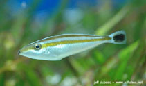 To FishBase images (<i>Pseudalutarius nasicornis</i>, New Caledonia, by Dubosc, J.)