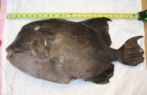 Image of Pseudobalistes naufragium (Stone triggerfish)