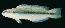 To FishBase images (<i>Pseudochromis nigrovittatus</i>, Oman, by Randall, J.E.)