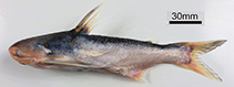 To FishBase images (<i>Pseudauchenipterus nodosus</i>, Brazil, by Rotundo, M.M.)
