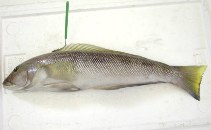 To FishBase images (<i>Pseudopercis numida</i>, Uruguay, by Portela, J.M.)