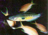 To FishBase images (<i>Pseudocoris ocellatus</i>, Chinese Taipei, by Shao, K.T.)
