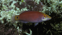 To FishBase images (<i>Pseudocheilinus ocellatus</i>, Fiji, by Randall, J.E.)