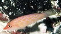 To FishBase images (<i>Pseudocheilinus octotaenia</i>, Kiribati, by Randall, J.E.)