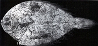 To FishBase images (<i>Pseudorhombus oligolepis</i>, Chinese Taipei, by Shao, K.T.)