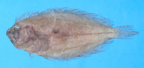 To FishBase images (<i>Pseudorhombus oligodon</i>, Chinese Taipei, by The Fish Database of Taiwan)