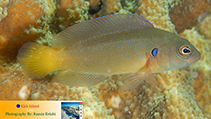 Image of Pseudochromis olivaceus (Olive dottyback)
