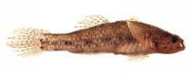 To FishBase images (<i>Pseudogobius olorum</i>, Australia, by Good, P.)