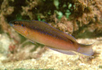 To FishBase images (<i>Pseudochromis omanensis</i>, Oman, by Field, R.)