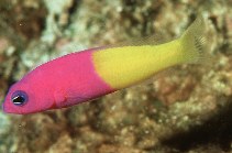 To FishBase images (<i>Pictichromis coralensis</i>, Australia, by Randall, J.E.)