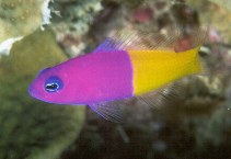 Image of Pictichromis paccagnellorum (Royal dottyback)