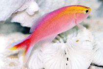 To FishBase images (<i>Pseudanthias parvirostris</i>, Maldives, by Tanaka, H.)