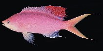 To FishBase images (<i>Pseudanthias pascalus</i>, Ryukyu Is., by Randall, J.E.)