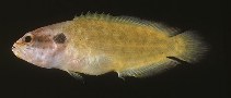 To FishBase images (<i>Pseudogramma pectoralis</i>, Palau, by Randall, J.E.)
