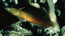 To FishBase images (<i>Pseudochromis perspicillatus</i>, Japan, by Randall, J.E.)