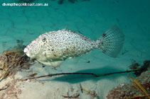 To FishBase images (<i>Pseudomonacanthus peroni</i>, Australia, by Banks, I.)
