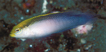 To FishBase images (<i>Pseudochromis pictus</i>, Indonesia, by Randall, J.E.)
