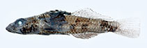 To FishBase images (<i>Psammogobius pisinnus</i>, Papua New Guinea, by Allen, G.R.)