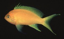 To FishBase images (<i>Pseudanthias pleurotaenia</i>, Palau, by Randall, J.E.)