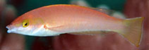 Image of Pseudojuloides polackorum (African pencil wrasse)