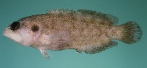 To FishBase images (<i>Pseudogramma polyacantha</i>, Hawaii, by Randall, J.E.)