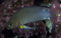 To FishBase images (<i>Pseudochromis polynemus</i>, Palau, by Randall, J.E.)