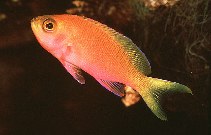 To FishBase images (<i>Pseudanthias pulcherrimus</i>, Mauritius, by Randall, J.E.)