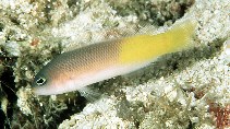 To FishBase images (<i>Pseudochromis pylei</i>, Indonesia, by Randall, J.E.)
