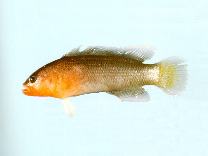 To FishBase images (<i>Pseudochromis quinquedentatus</i>, by CSIRO)