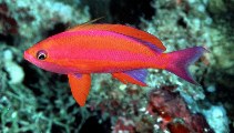 To FishBase images (<i>Pseudanthias randalli</i>, Palau, by Randall, J.E.)
