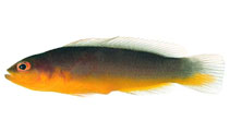 To FishBase images (<i>Pseudochromis ransonneti</i>, Viet Nam, by Winterbottom, R.)