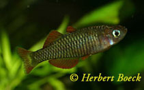 To FishBase images (<i>Pseudomugil reticulatus</i>, by Boeck, H.)