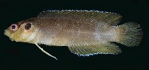 To FishBase images (<i>Pseudoplesiops revellei</i>, Cook Is., by Randall, J.E.)