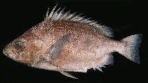 To FishBase images (<i>Pentaceros richardsoni</i>, Hawaii, by Randall, J.E.)