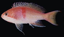To FishBase images (<i>Pseudanthias rubrizonatus</i>, Solomon Is., by Randall, J.E.)