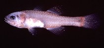 Image of Pseudamia rubra 
